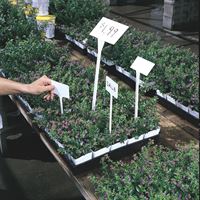 Picture of  2 1/2"X 4" FACE WITH 10" STAKE - 100 per pack